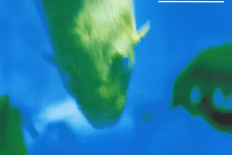 Italobrothers - Loud & Wild (Narcotic)